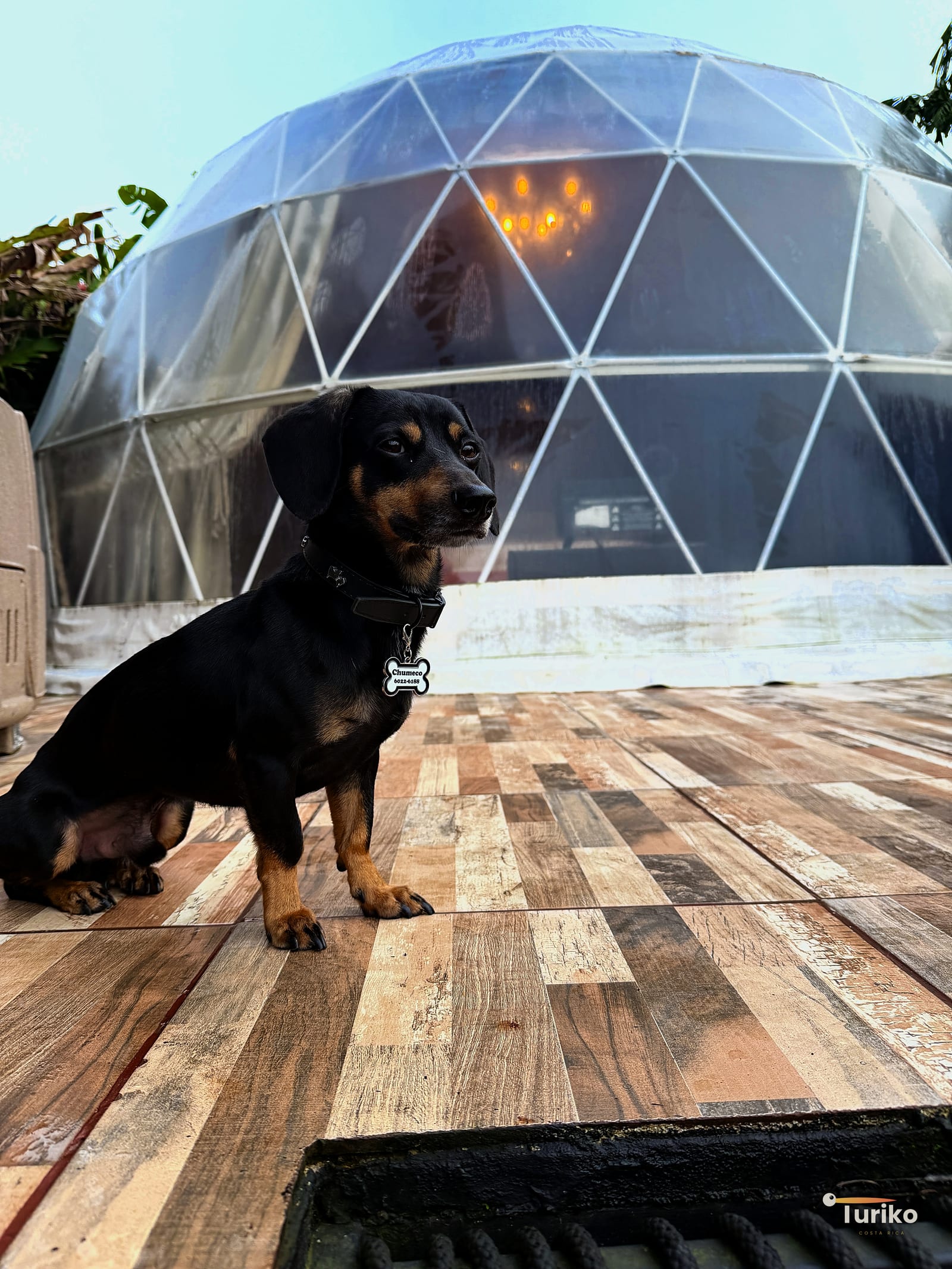Genuinely pet friendly